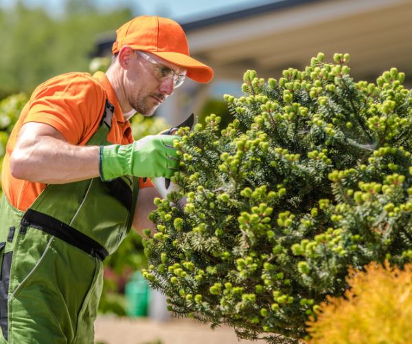 Tree care img